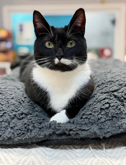 Mahogany, Adult Domestic Short Hair / Mixed (short coat), cat for adoption in Lancaster, Pennsylvania