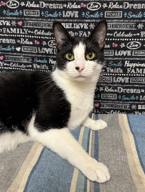 Poppy, Adult Domestic Short Hair / Mixed (short coat), cat for adoption in Camden, New Jersey