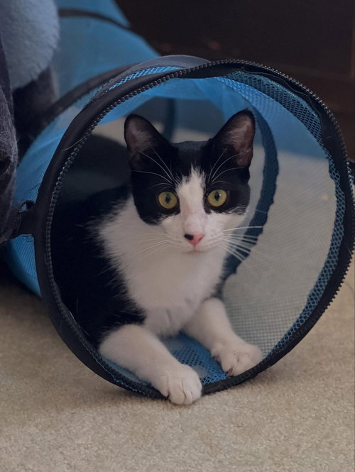 Poppy, Adult Domestic Short Hair / Mixed (short coat), cat for adoption in Lancaster, Pennsylvania