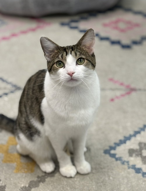 Thunder, Young Domestic Short Hair / Mixed (short coat), cat for adoption in Lancaster, Pennsylvania