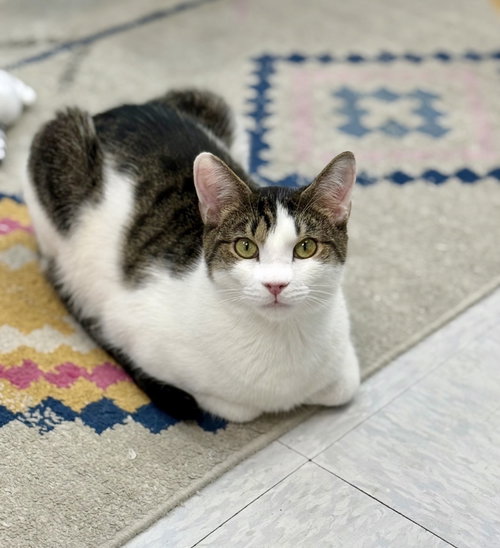 Lightning, Young Domestic Short Hair / Mixed (short coat), cat for adoption in Lancaster, Pennsylvania