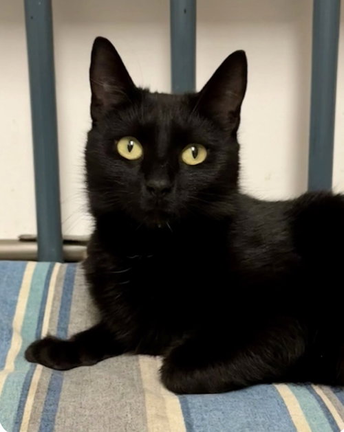 Sootica, an adoptable Domestic Short Hair in Newtown Square, PA