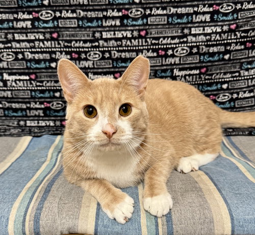 Teddy, Adult Domestic Short Hair / Mixed (short coat), cat for adoption in Lancaster, Pennsylvania