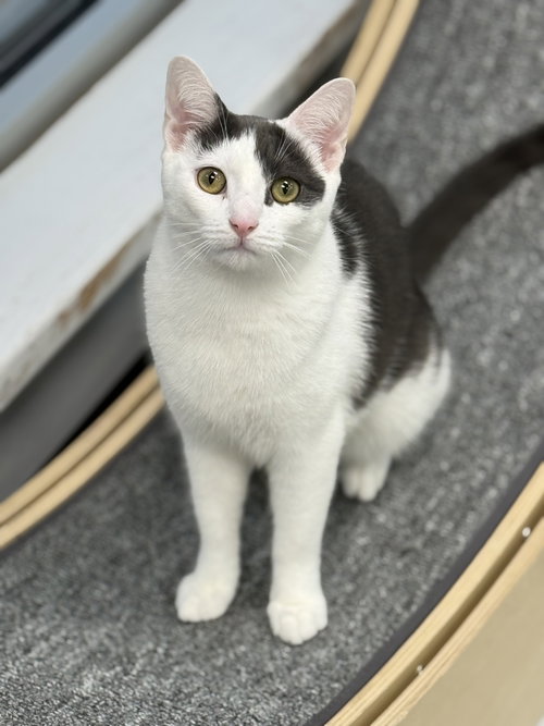 Kale, Young Domestic Short Hair / Mixed (short coat), cat for adoption in Lancaster, Pennsylvania