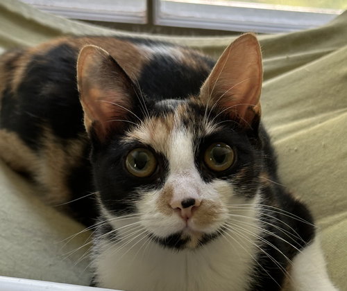 Kix, Young Domestic Short Hair / Mixed (short coat), cat for adoption in Lancaster, Pennsylvania