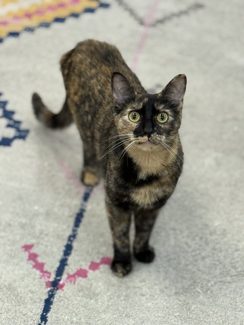 Honey Nut, Young Domestic Short Hair / Mixed (short coat), cat for adoption in Lancaster, Pennsylvania