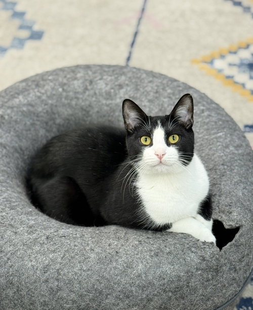 Radicchio, Young Domestic Short Hair / Mixed (short coat), cat for adoption in Lancaster, Pennsylvania