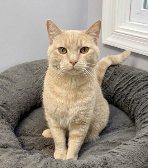 Cagney, Adult Domestic Short Hair / Mixed (short coat), cat for adoption in Lancaster, Pennsylvania