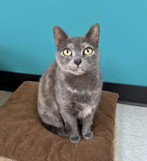 Lacey, Adult Domestic Short Hair / Mixed (short coat), cat for adoption in Lancaster, Pennsylvania