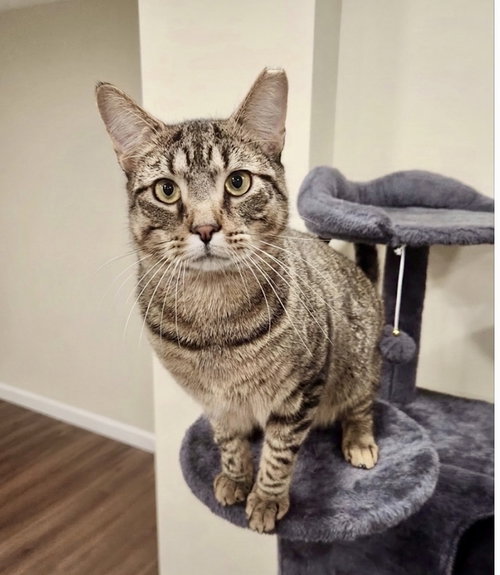Jacob, Adult Domestic Short Hair / Mixed (short coat), cat for adoption in Lancaster, Pennsylvania