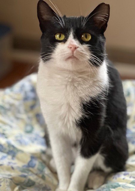 Mini, an adoptable Domestic Short Hair in Newtown Square, PA