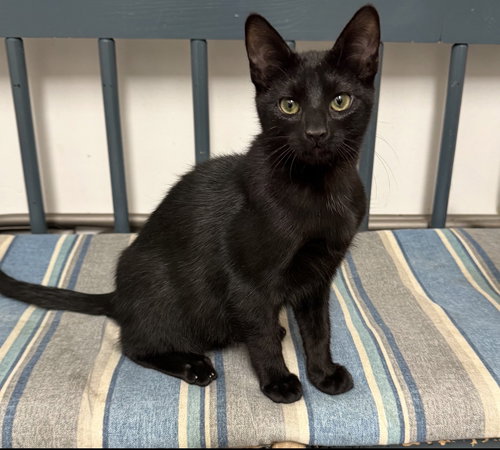 Drac, Young Domestic Short Hair / Mixed (short coat), cat for adoption in Lancaster, Pennsylvania