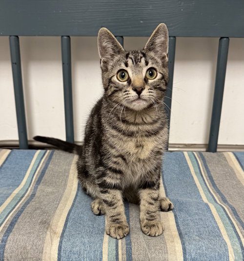 Frankie, Young Domestic Short Hair / Mixed (short coat), cat for adoption in Lancaster, Pennsylvania