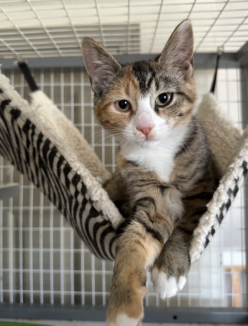 Fruitcake, Young Domestic Short Hair / Mixed (short coat), cat for adoption in Lancaster, Pennsylvania