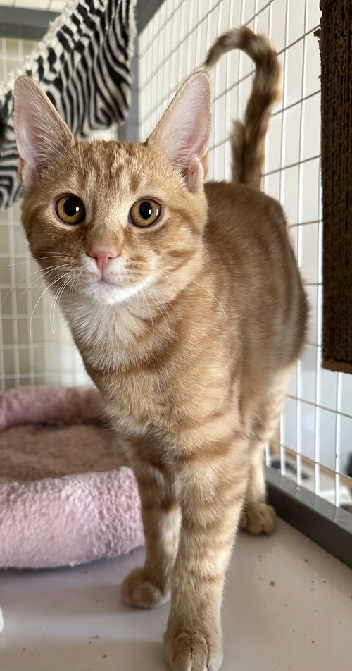 Gingerbread, Young Domestic Short Hair / Mixed (short coat), cat for adoption in Lancaster, Pennsylvania