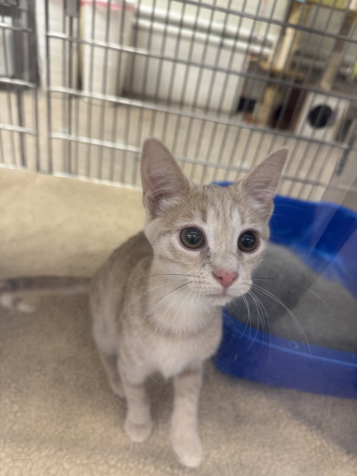 Opalite, an adoptable Domestic Short Hair in Newtown Square, PA