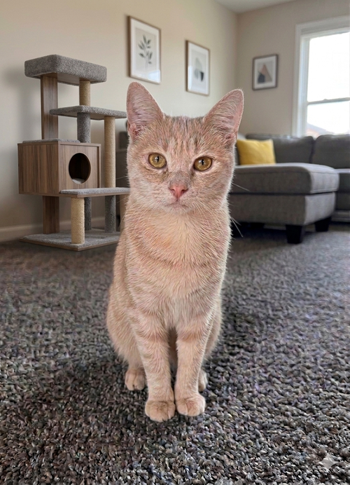 Opalite, an adoptable Domestic Short Hair in Newtown Square, PA