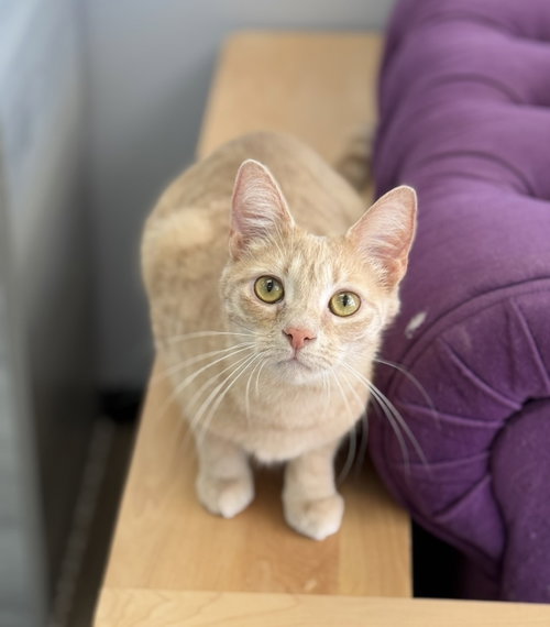 Opalite, an adoptable Domestic Short Hair in Newtown Square, PA