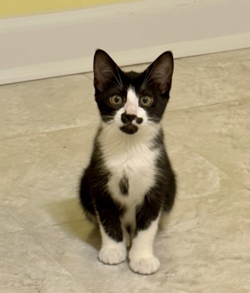 Addy, Young Domestic Short Hair / Mixed (short coat), cat for adoption in Lancaster, Pennsylvania