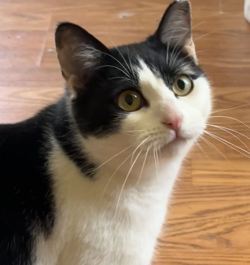 Jellybean, Young Domestic Short Hair (short coat), cat for adoption in Lancaster, Pennsylvania
