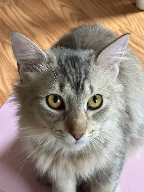 Fern, an adoptable Domestic Medium Hair in Newtown Square, PA