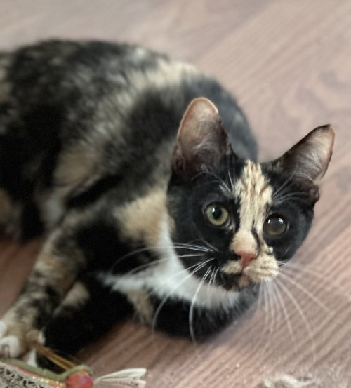Quill, an adoptable Domestic Short Hair in Newtown Square, PA