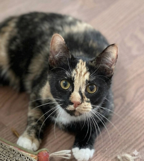Quill, Young Domestic Short Hair, cat for adoption in Lancaster, Pennsylvania