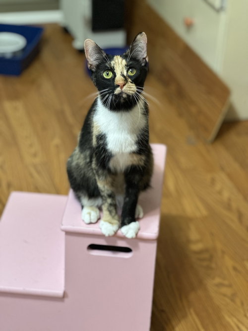 Quill, a cat for adoption from Animal Coalition of Delaware County, Inc.
