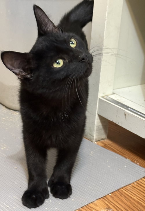 Sharpie, an adoptable Domestic Short Hair in Newtown Square, PA