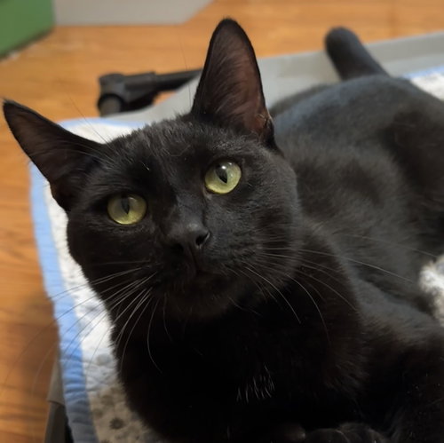 Sharpie, a cat for adoption from Animal Coalition of Delaware County, Inc.
