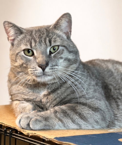 Ricky, Adult Domestic Short Hair / Mixed (short coat), cat for adoption in Lancaster, Pennsylvania