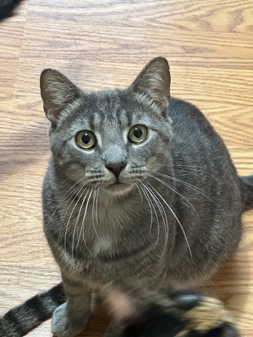 Ricky, a cat for adoption from Animal Coalition of Delaware County, Inc.