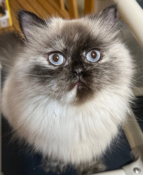Princess Buttercup, Adult Himalayan / Mixed (long coat), cat for adoption in Lancaster, Pennsylvania