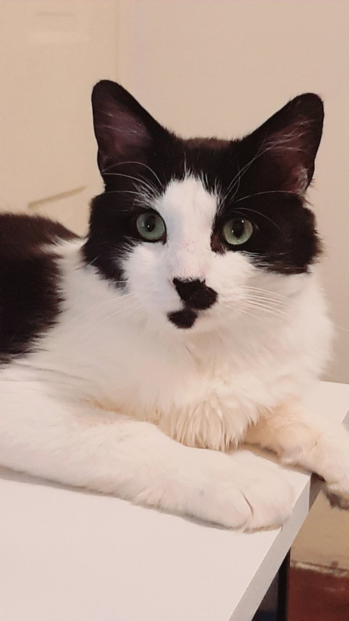 Chappy, an adoptable Domestic Medium Hair in Newtown Square, PA