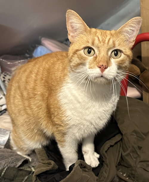 Freckles, Adult Domestic Short Hair (short coat), cat for adoption in Camden, New Jersey