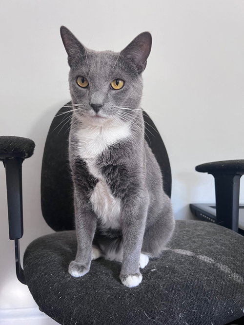 Grayson, Adult Domestic Short Hair (short coat), cat for adoption in Camden, New Jersey