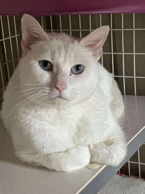 Yeti, Adult Domestic Short Hair / Mixed (short coat), cat for adoption in Camden, New Jersey
