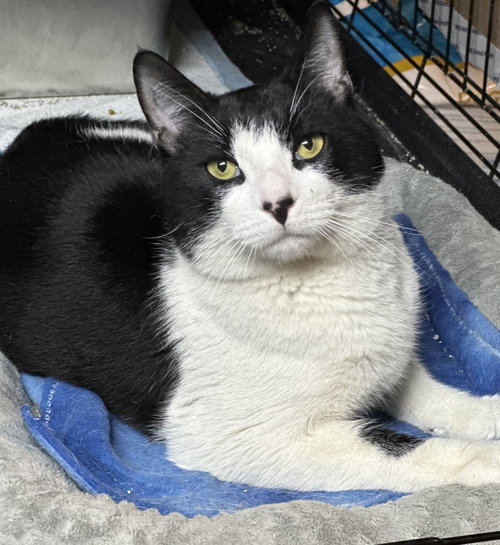 Purrlock Holmes, an adoptable Domestic Short Hair in Newtown Square, PA