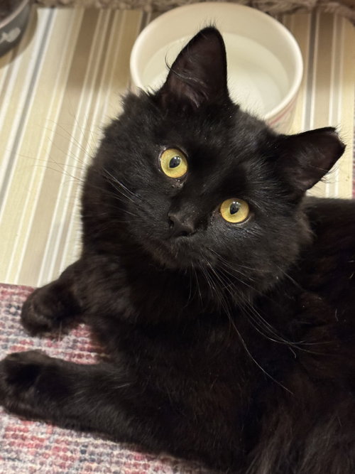 Johnny Cash, an adoptable Domestic Long Hair in Newtown Square, PA