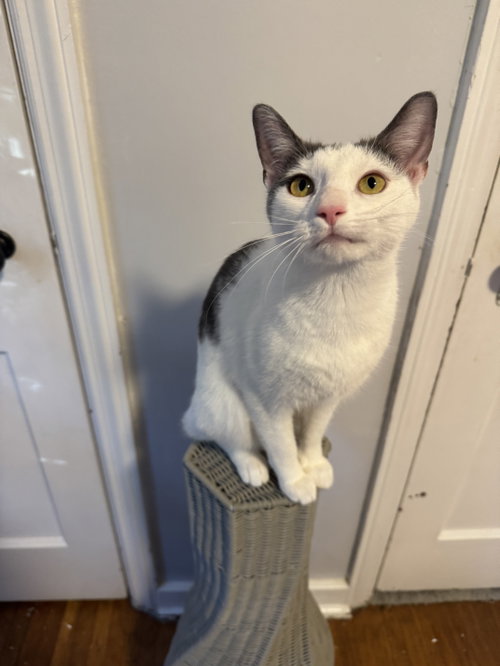 Penelope, an adoptable Domestic Short Hair in Newtown Square, PA