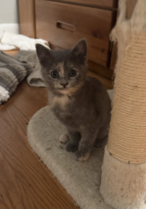 Sea shell, an adoptable Domestic Short Hair in Newtown Square, PA