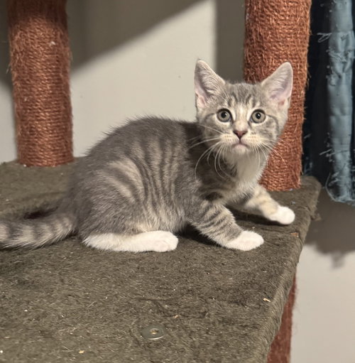 Bay, an adoptable Domestic Short Hair in Newtown Square, PA
