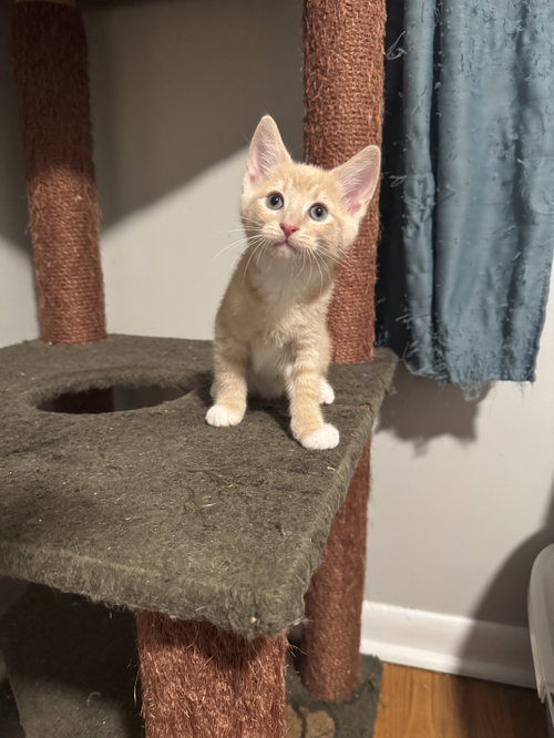 Sand, an adoptable Domestic Short Hair in Newtown Square, PA