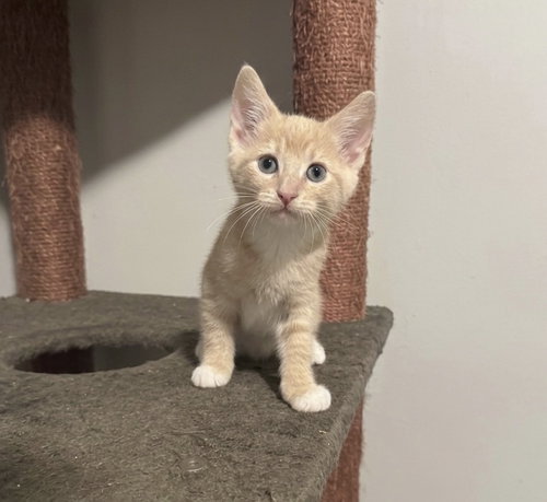 Sand, Baby Domestic Short Hair / Mixed (short coat), cat for adoption in Camden, New Jersey