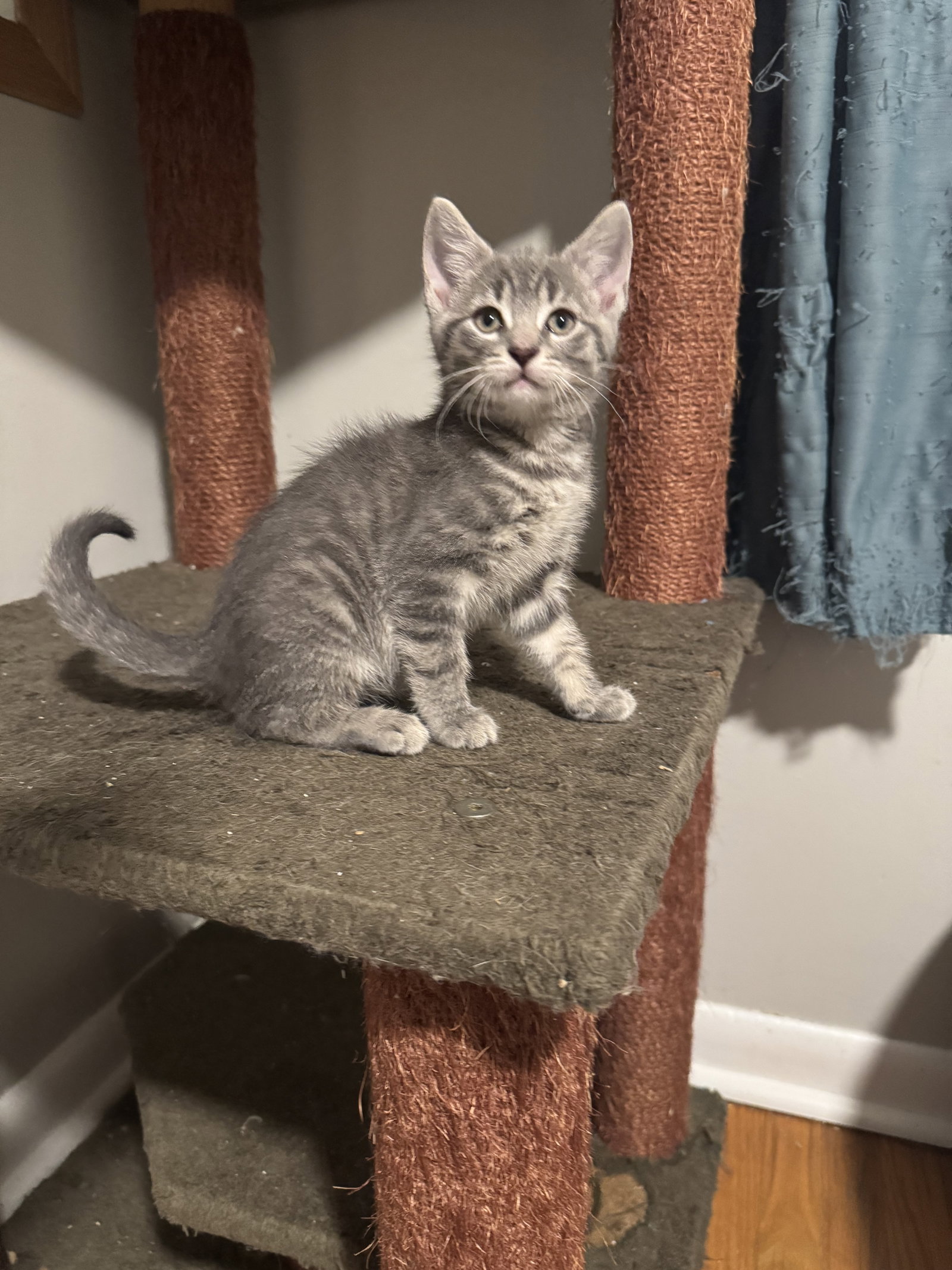 Riptide, cat