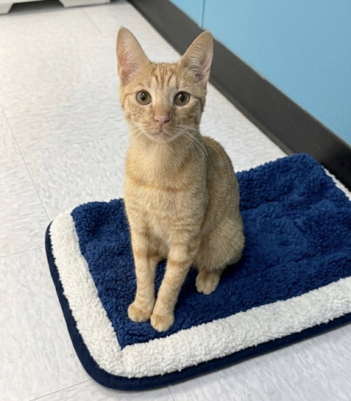 Ophelia, an adoptable Domestic Short Hair in Newtown Square, PA