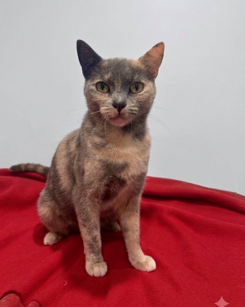 Marina, an adoptable Domestic Short Hair in Newtown Square, PA