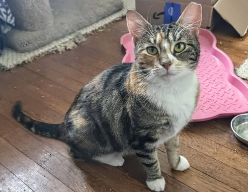 Cali, an adoptable Domestic Short Hair in Newtown Square, PA