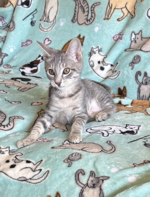Margarita, a cat for adoption from Animal Coalition of Delaware County, Inc.