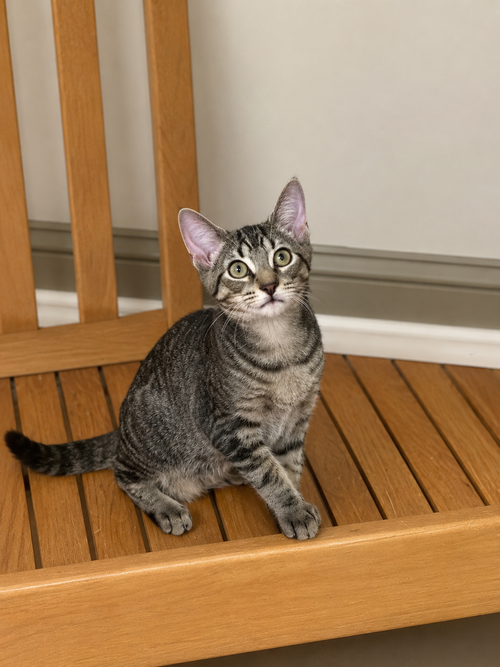 Everett, a cat for adoption from Animal Coalition of Delaware County, Inc.